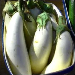 Quelle couleur d'aubergine n'existe pas ?