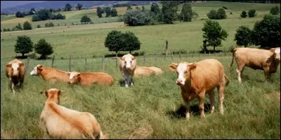 Comment appelle-t-on les animaux élévés en troupeau dans une ferme ?