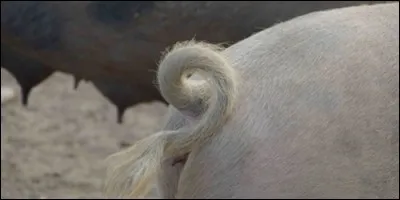 Chez le cochon, comment est la forme de la queue ?