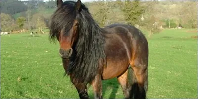 Quel est le nom féminin du poney ?