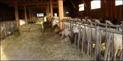 Dans quel abri dort le mouton ?