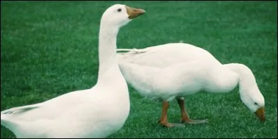 Que fait le canard ?