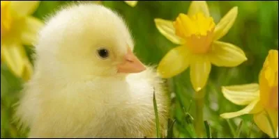 Comment s'appelle le petit de la poule ?