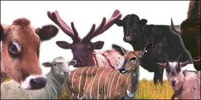 Lequel des ces mammifères n'est pas un ruminant ?