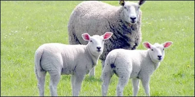 De quel animal la brebis est-elle la femelle ?