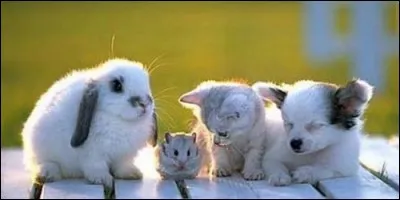 De quel animal le levraut est-il le petit ?