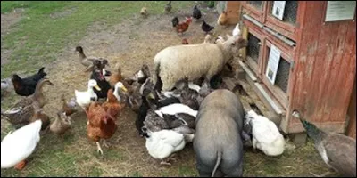 Quel animal appelle-t-on le roi de la basse-cour ?