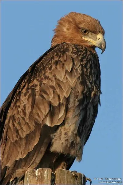 Quel est cet aigle ?