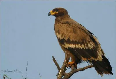 Quel est cet aigle ?