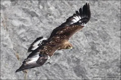 Quel est cet aigle ?