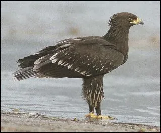 Quel est cet aigle ?