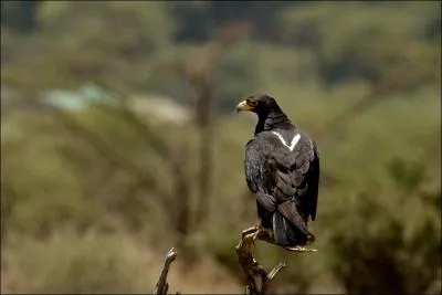 Quel est cet aigle ?