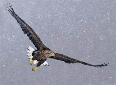 Quel est cet aigle ?