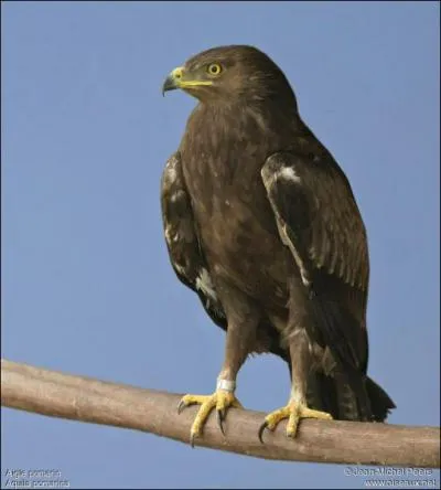 Quel est cet aigle ?