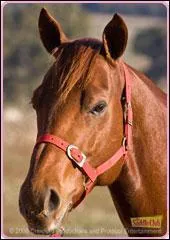 La jument de Lisa s'appelle ...