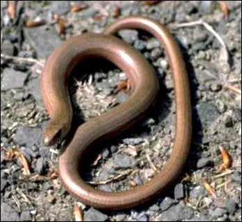 Quel est cet animal ?