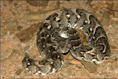 Quel est cet animal ?