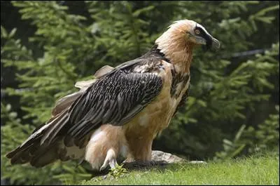 Quel est cet animal ?