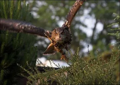 Quel est cet animal ?