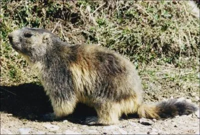 Quel est cet animal ?