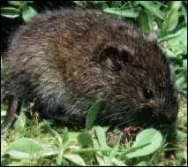 Quel est cet animal ?