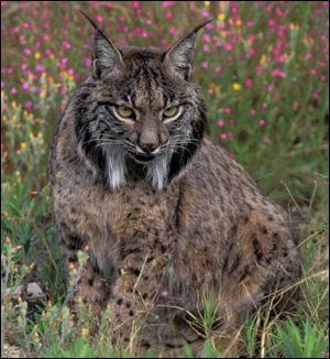 Quel est cet animal ?