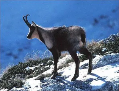 Quel est cet animal ?