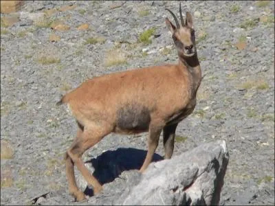 Quel est cet animal ?