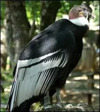 Quel est cet animal ?