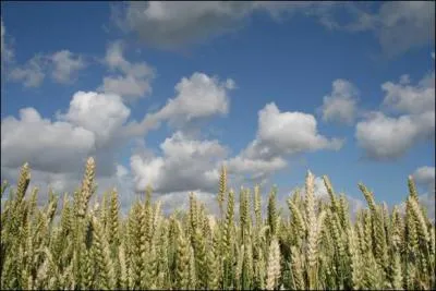 Laquelle de ces crales contient le plus de fibres ?