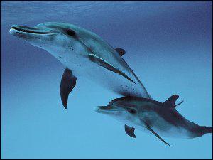 Les dauphins peuvent plonger jusqu' ?