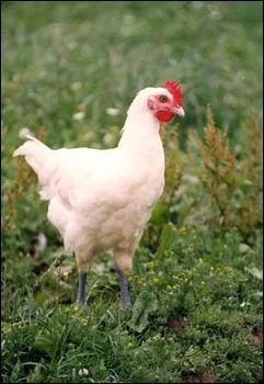 Bourg-en-Bresse est la prfecture de l'Ain, en rgion Rhne-Alpes. Elle est renomme pour sa volaille d'appellation d'origine contrle. Ses habitants sont appels les :