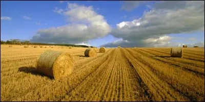Comment appelle-t-on la récolte du blé ?
