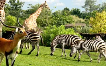 Quiz Zoo