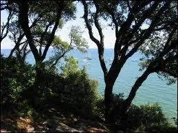 Quelle espce de chne trouve-t-on au Bois de la Chaize, au nord de l'le ?