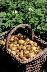 Quelle varit locale de pomme de terre est cultive sur l'le ?