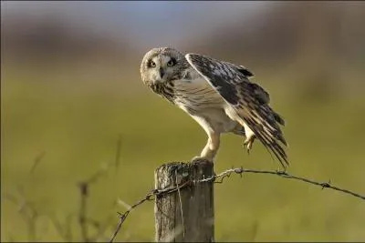 Quel est cet oiseau ?