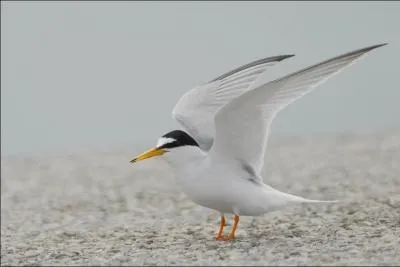 Quel est cet oiseau ?