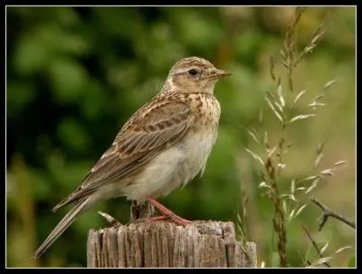 Quel est cet oiseau ?