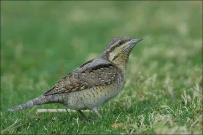 Quel est cet oiseau ?