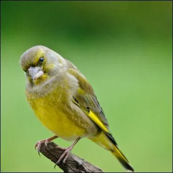 Quel est cet oiseau ?