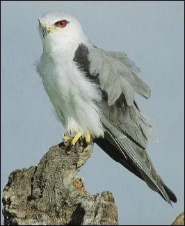 Quel est cet oiseau ?