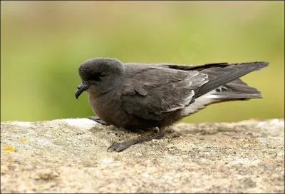 Quel est cet oiseau ?