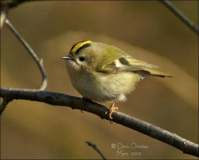 Quel est cet oiseau ?