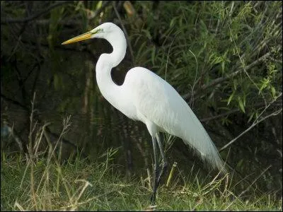 Quel est cet oiseau ?
