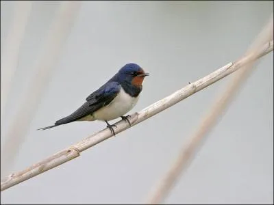 Quel est cet oiseau ?