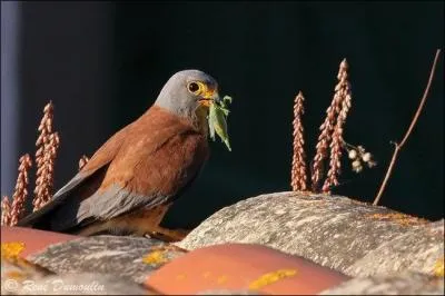 Quel est cet oiseau ?