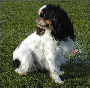 Comment s'appelle ce type de cavalier ?