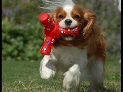 A quelle race de chien le Cavalier King Charles est-il le plus apparent ?