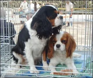 Quel est le prix moyen d'un Cavalier LOF en levage ou animalerie ?